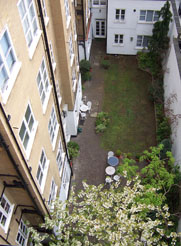 blossom from above